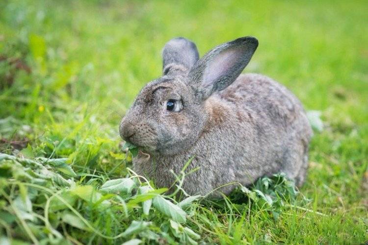 Кролики советская шиншилла: характеристики и описание породы