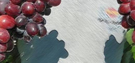 Виноград "эверест": описание сорта, фото, отзывы, видео