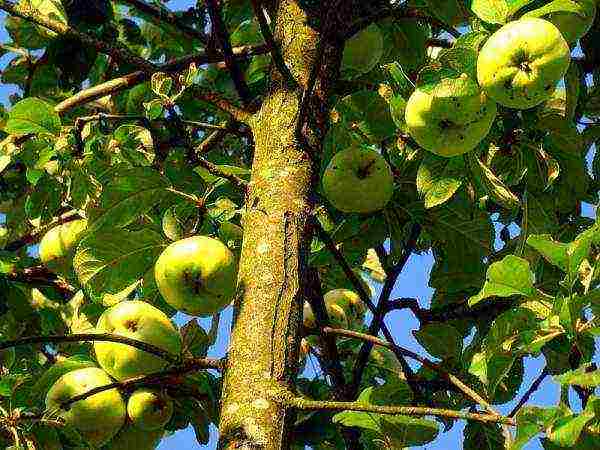 Яблоня «богатырь»: описание и отзывы