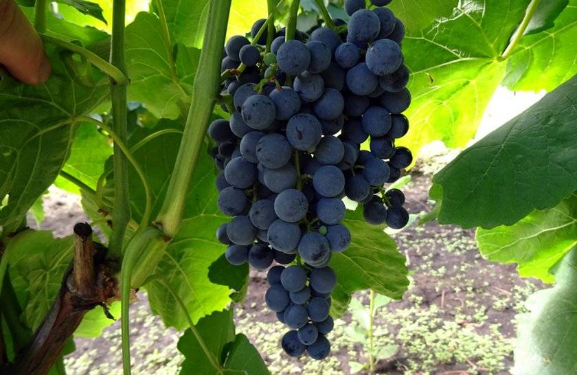 Виноград; антоний великий: описание сорта и фото, характеристики и тонкости выращивания, профилактика заболеваний