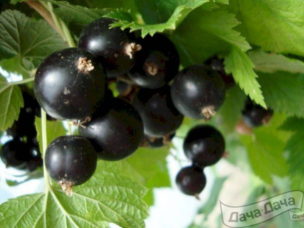 Крупноплодный сорт черной смородины «добрыня»