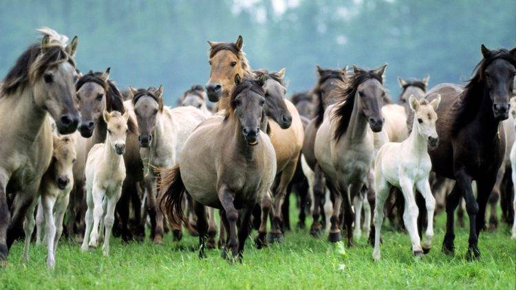 Изабелловая масть лошади: породы, история, разведение