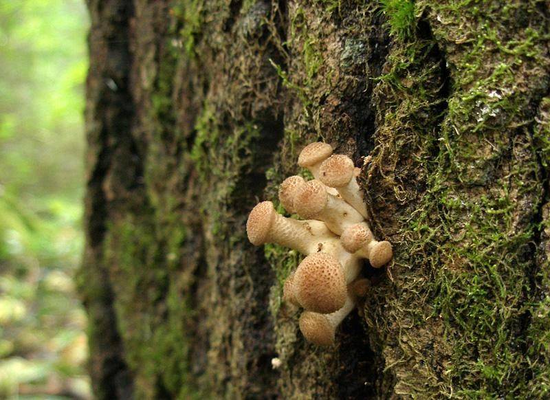 Как выглядят опята: фото съедобных и ложных грибов