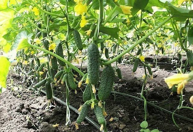 Почему огурцы не растут, хотя завязей много: как добиться урожая