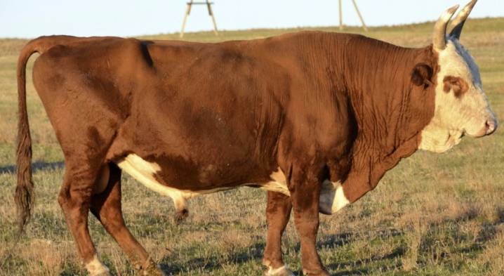 Породы быков мясного направления: обзор и фото
породы быков мясного направления: обзор и фото