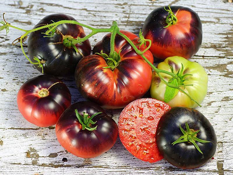 Лучшие сорта томатов на 2021 год: урожайные и устойчивые к болезням наименования с описанием и фото