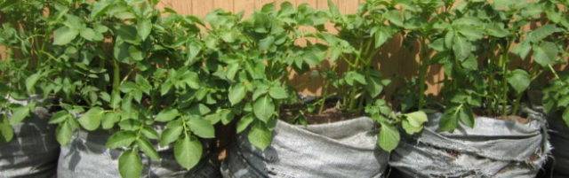 Технология выращивания картофеля в мешках