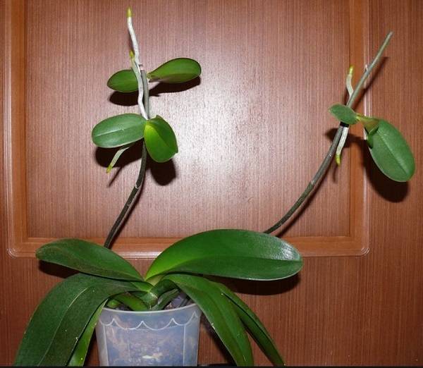 Как отличить корень от цветоноса у орхидеи: рекомендации по уходу