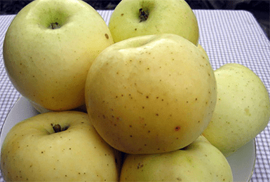 Описание сорта яблони память лаврика: фото яблок, важные характеристики, урожайность с дерева