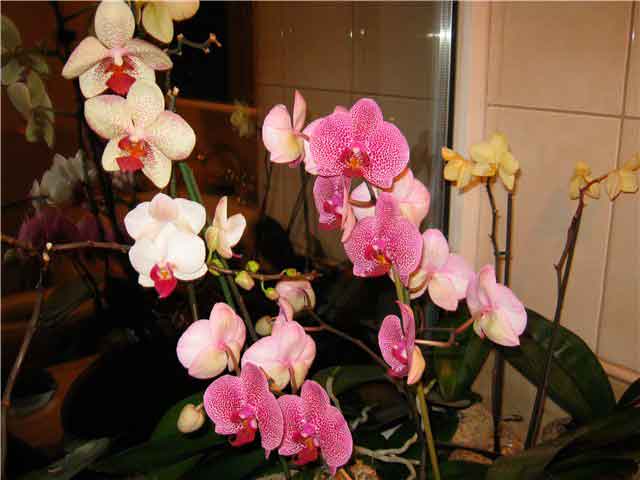 Орхидея фаленопсис (phalaenopsis)
