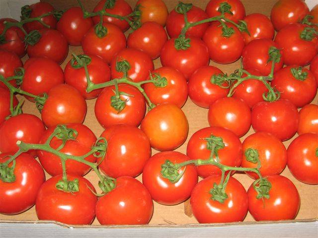 Бравый генерал – особенности крупноплодного томата, подробное описание, секреты выращивания