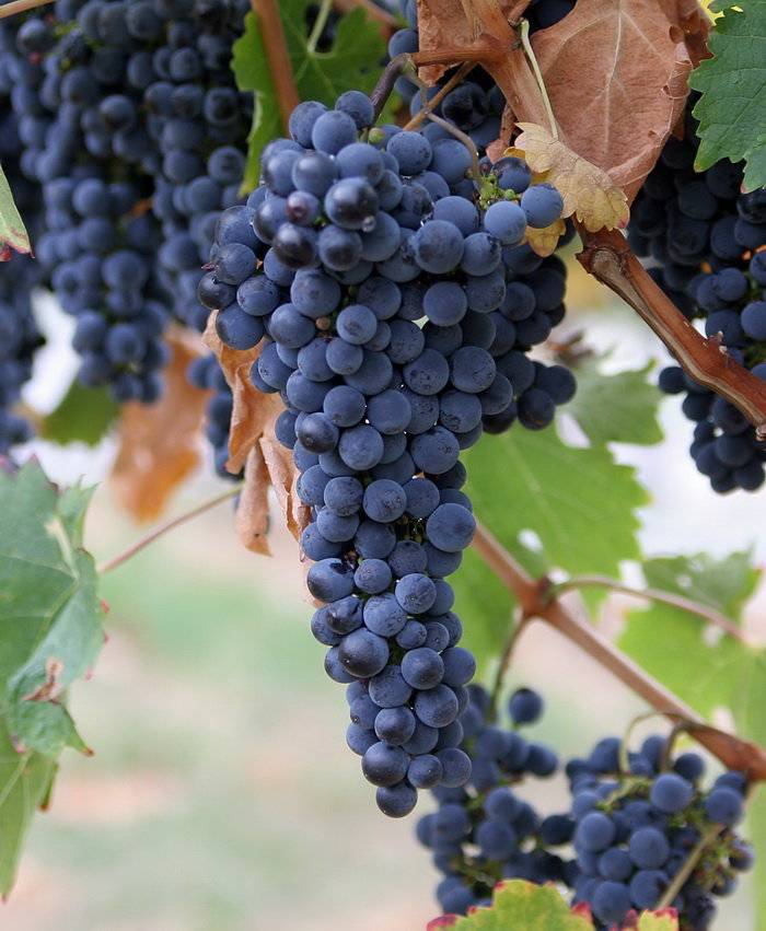 Виноград северный сладкий: краткое описание сорта, особенности выращивания, урожайность