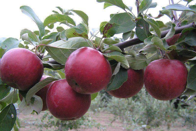 Сорт яблони коваленковское: описание, фото
