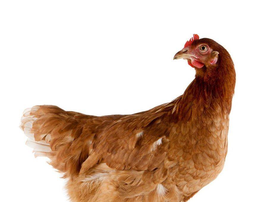 Породистые курицы родонит: описание породы и характеристика кур