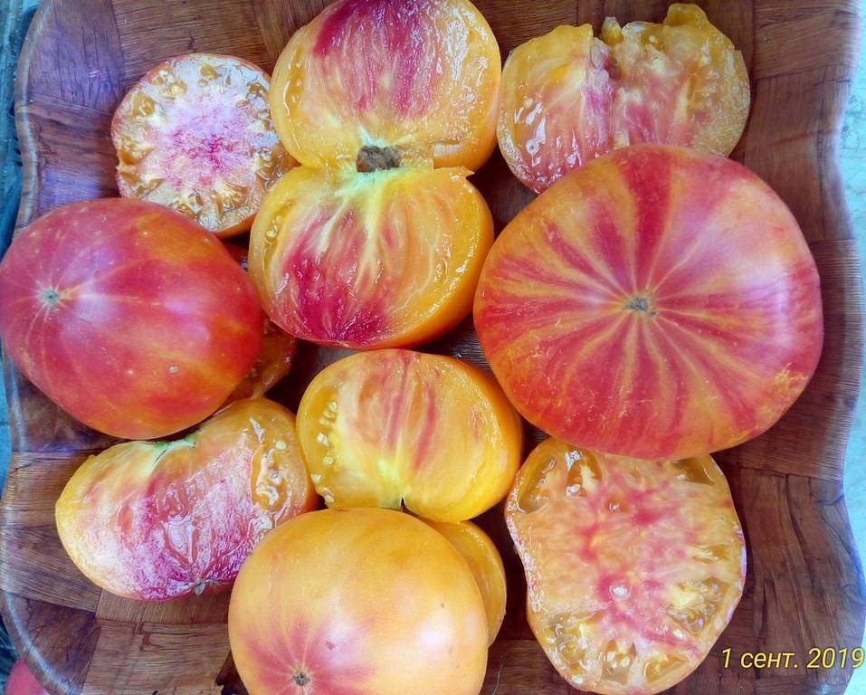 Характеристика сорта томатов бурракерские любимцы - мыдачники