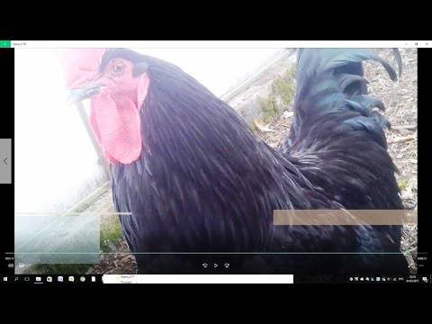 Австралорп порода кур – описание, фото и видео