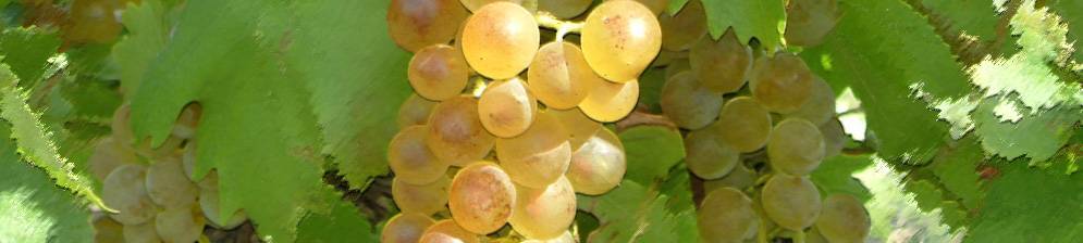 Сорт винограда бианка