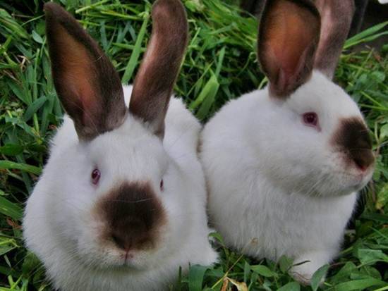 Кролики калифорнийской породы