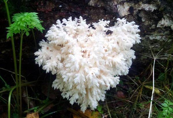 Коралловый гриб: фото и описание, калорийность