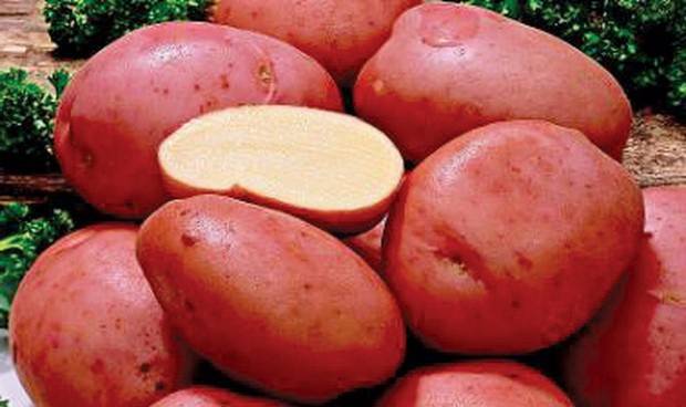 Описание картофеля Алена