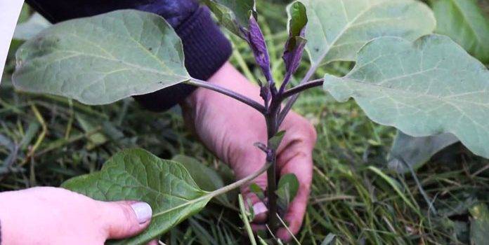 Баклажан марципан: урожайность, характеристика и описание сорта