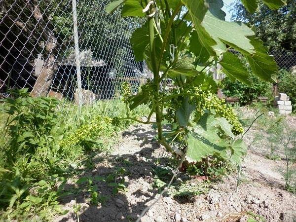 Виноград супер экстра: как вырастить на своем участке, отзывы