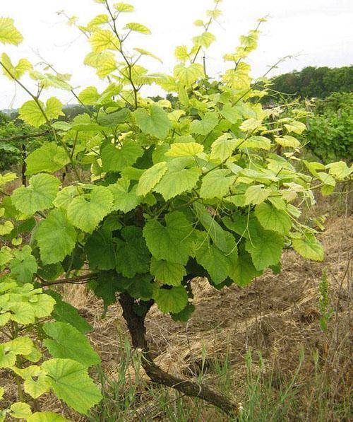 Почему листья винограда становятся светло-зеленого цвета