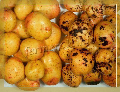 Болезни картофеля фото описание и лечение