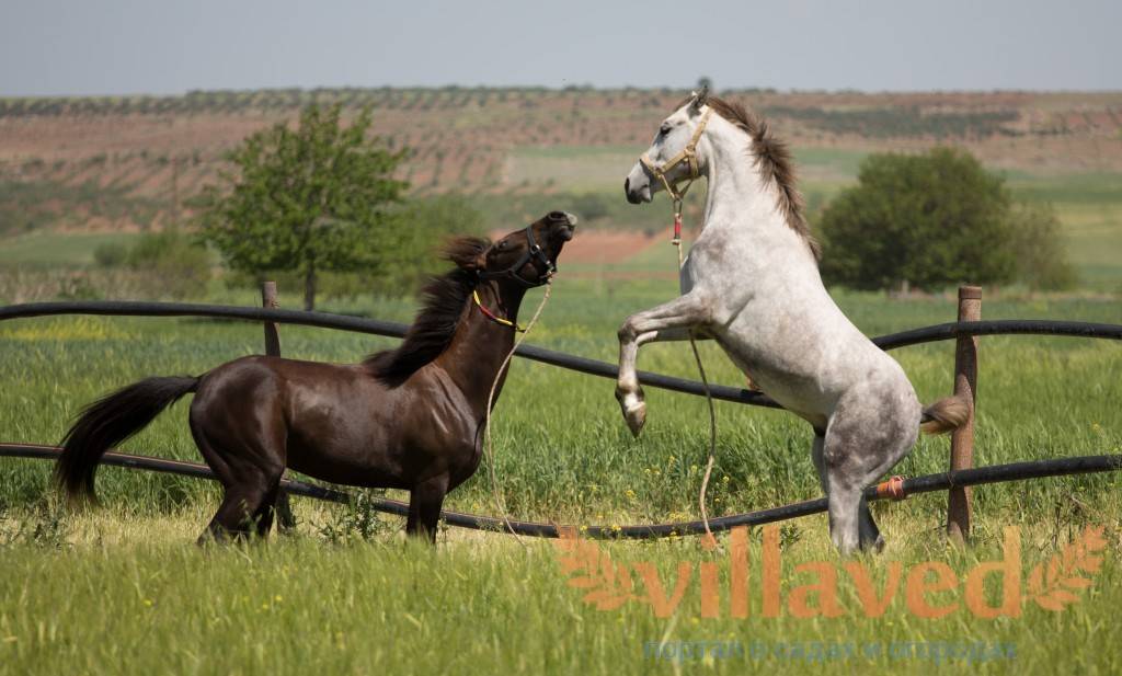 Гнедая масть лошади: описание и фото