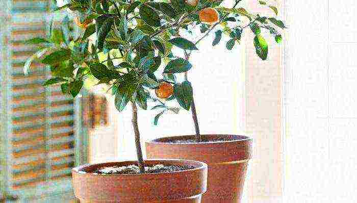 Цитрусовые растения - фото, советы, секреты, рекомендации