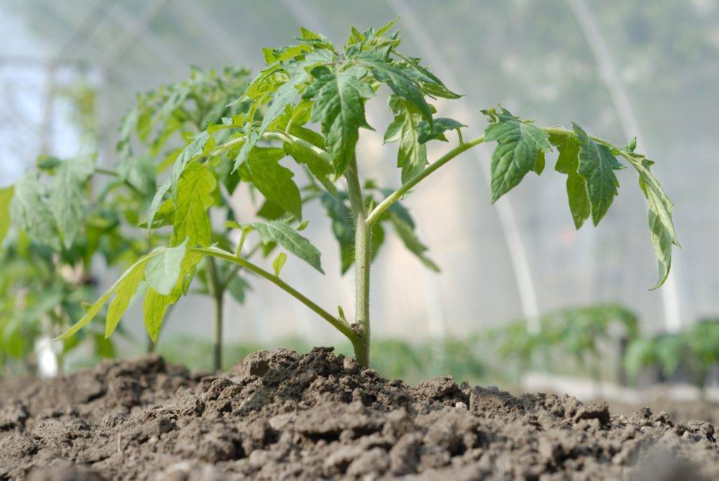 Как высадить рассаду томатов в теплицу правильно