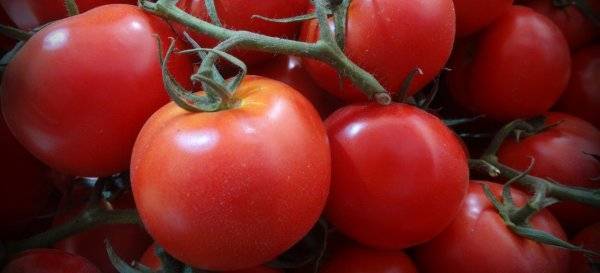 Неприхотливый и урожайный гибрид: томат анюта