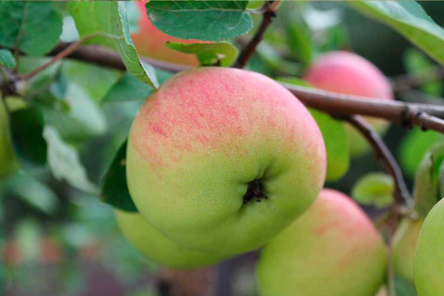 Причины опадения яблок