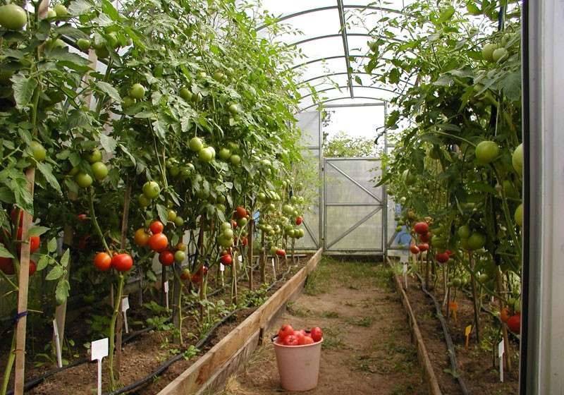 Особенности посадки помидоров в теплицах из поликарбоната