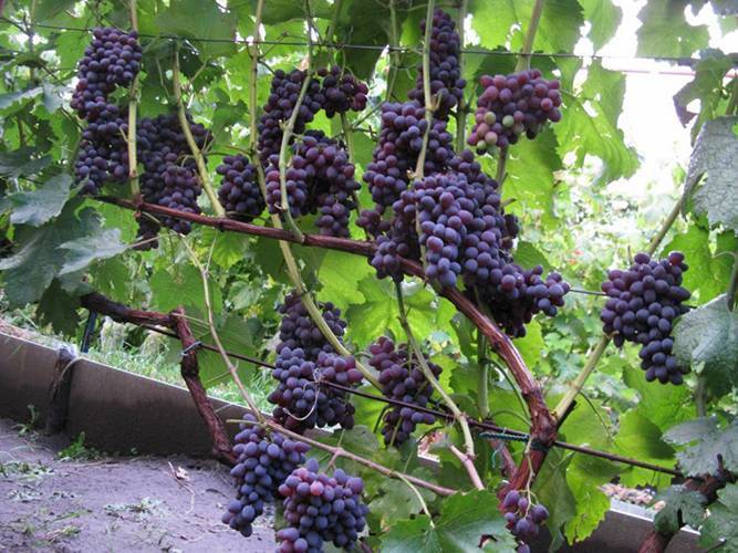 Виноград юпитер: описание сорта с характеристикой и отзывами, особенности посадки и выращивания, фото