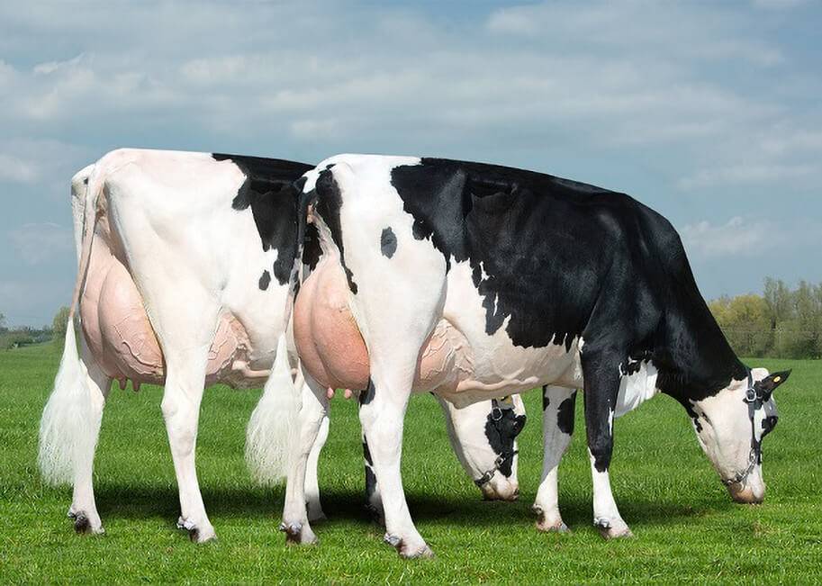 Кормление крупного рогатого скота: как выбрать правильный рацион ао "витасоль"