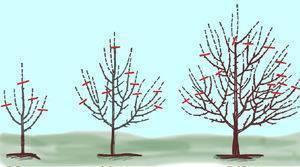 Обрезка плодовых деревьев весной как обрезать дерево правильно