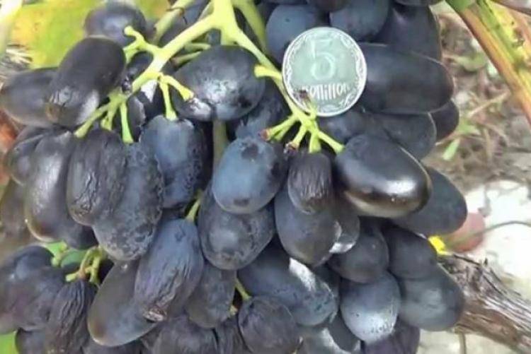 ✅ виноград кишмиш чёрный палец (блэк фингер): описание сорта, фото, выращивание и уход - tehnoyug.com