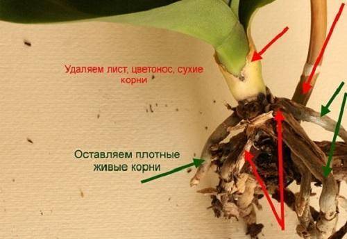 Как реанимировать орхидею, если корни сгнили все, а остались вялые листья: что делать и чем обработать купленный цветок, чтобы спасти, и почему он начинает погибать? русский фермер