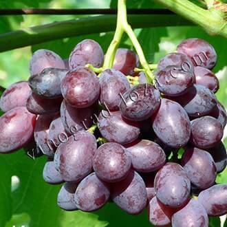 Особенности сорта винограда галант