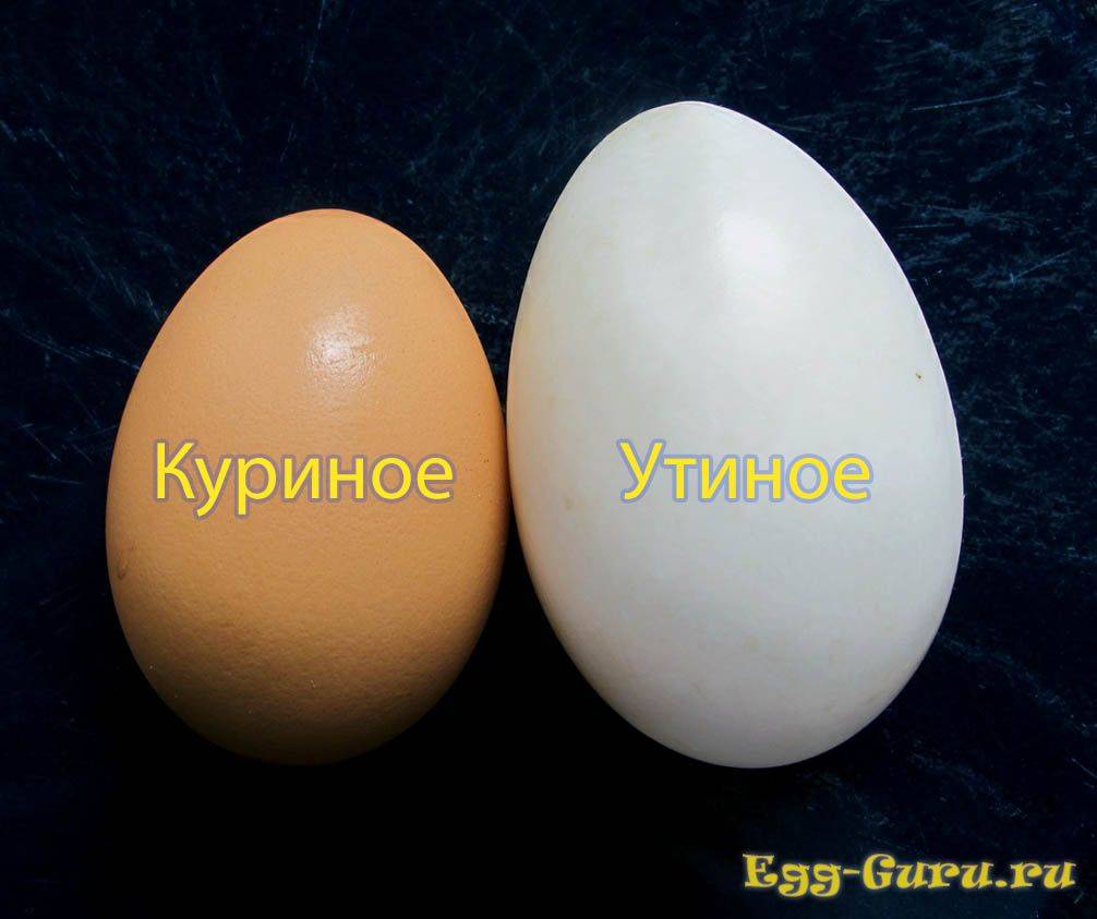 Утиные яйца: польза или вред