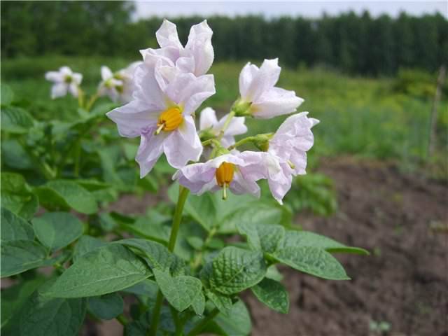 Описание сорта картофеля коломбо — особенности выращивания