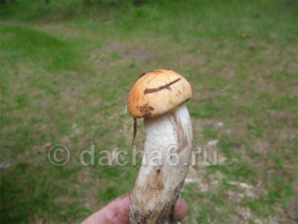Подосиновик - фото и описание - грибы | дом, сад и огород