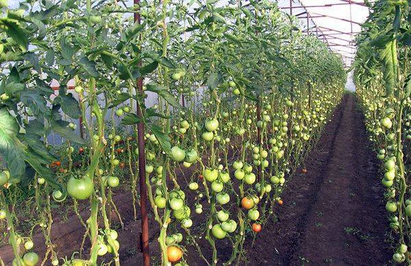 Болезни и вредители томатов в теплице из поликарбоната