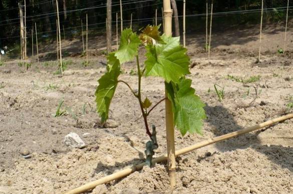 Выращивание и посадка саженцев винограда из черенков в домашних условиях