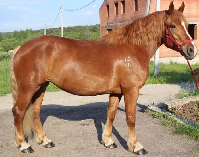 Описание лошадей породы советский тяжеловоз