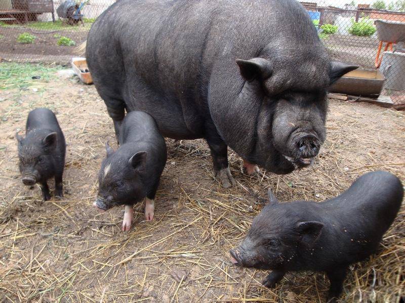 Как определить, что свинья загуляла: методы случки животных и признаки охоты, свиной обгул