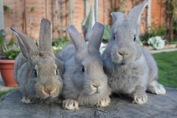 Разведение кроликов: открытие бизнеса по торговле мясом