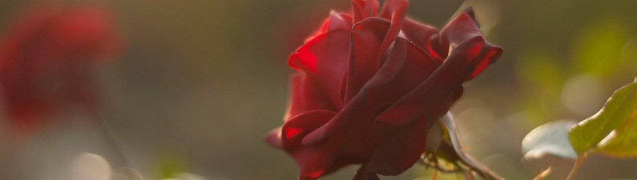 Подкормка роз осенью: какими удобрениями проводится. уход за цветами и подготовка к зиме