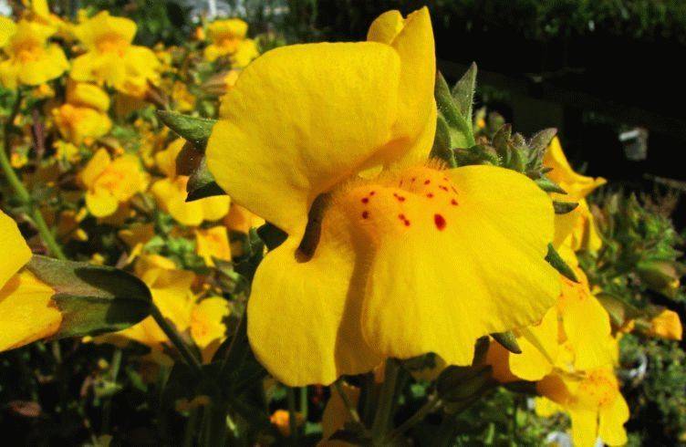 Цветок «Мимулюс»: выращивание из семян, посадка и уход, фото